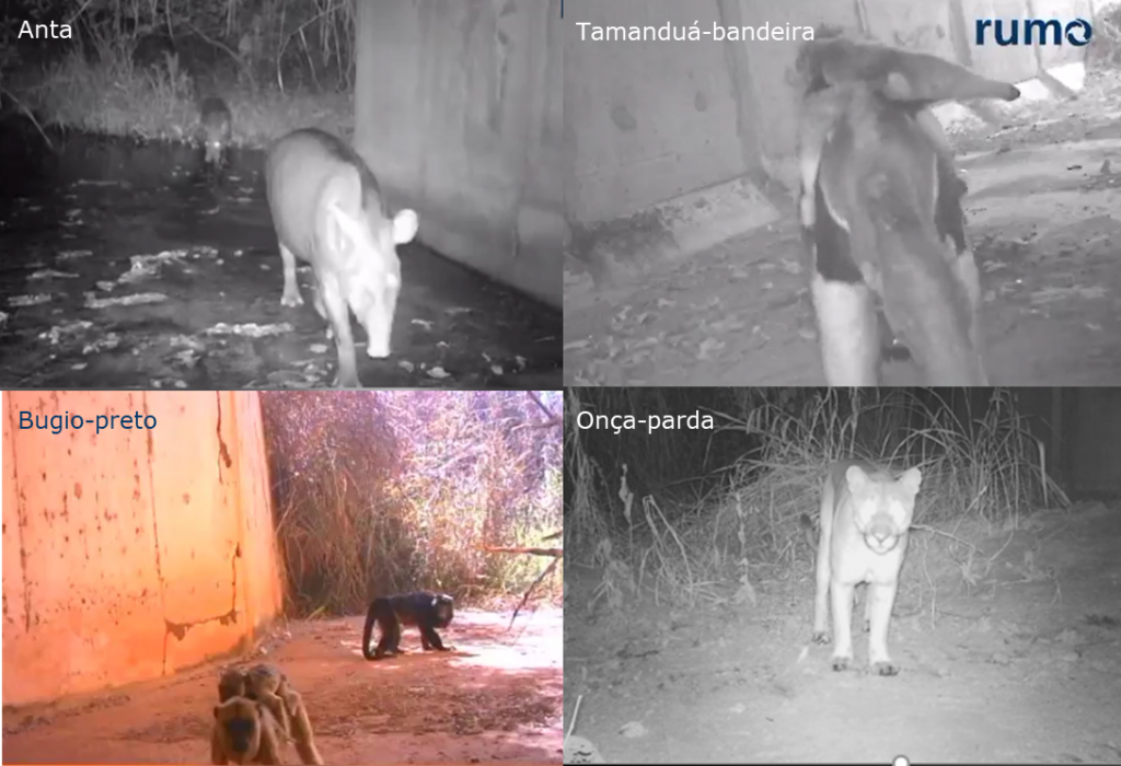 Quatro animais flagrados por câmeras. Anta, tamanduá-bandeira, bugio-preto e onça-parda.