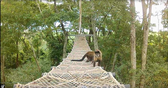 Macaco-prego atravessa passagem suspensa de cordas instalada sobre área de mata na malha ferroviária de São Paulo
